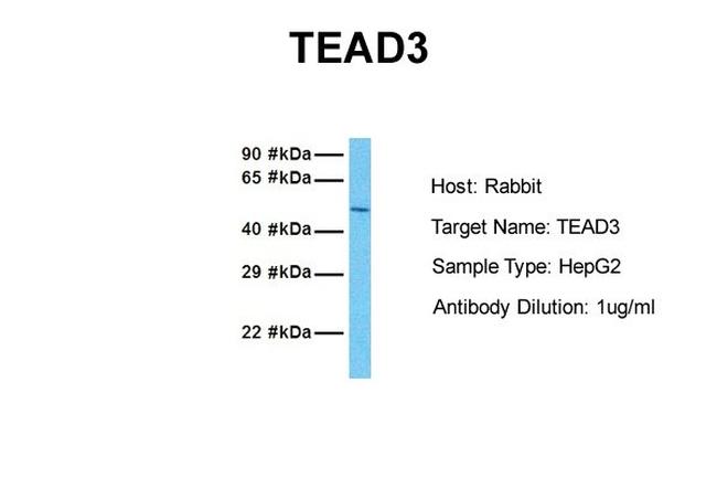 TEF5 Antibody in Western Blot (WB)