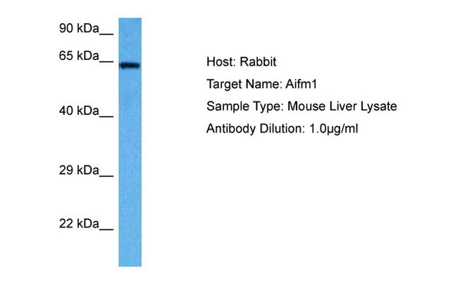 AIF Antibody in Western Blot (WB)