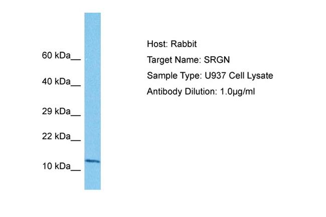 Serglycin Antibody in Western Blot (WB)