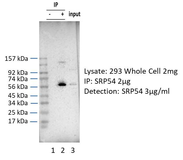 SRP54 Antibody in Immunoprecipitation (IP)