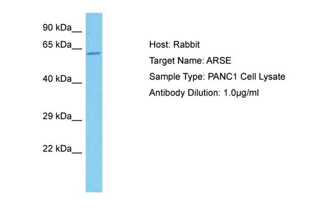 Arylsulfatase E Antibody in Western Blot (WB)