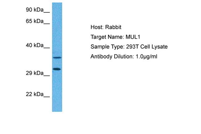 MUL1 Antibody in Western Blot (WB)