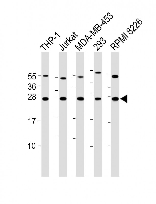 BAK Antibody in Western Blot (WB)