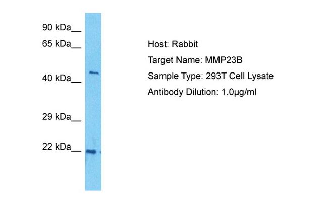 MMP23 Antibody in Western Blot (WB)