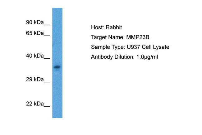 MMP23 Antibody in Western Blot (WB)