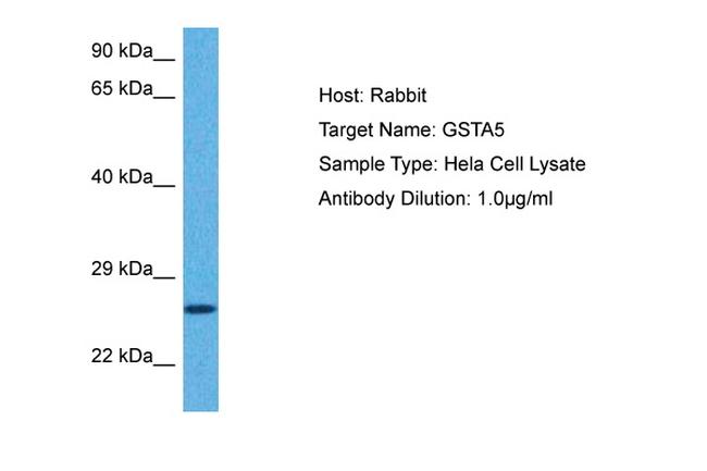 GSTA5 Antibody in Western Blot (WB)