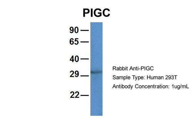 PIGC Antibody in Western Blot (WB)