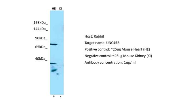 UNC45B Antibody in Western Blot (WB)