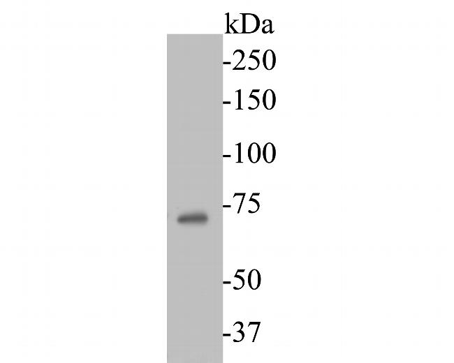 DUX4 Antibody in Western Blot (WB)