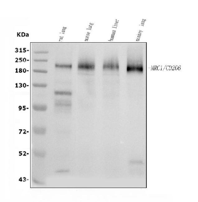 MRC1 Antibody in Western Blot (WB)