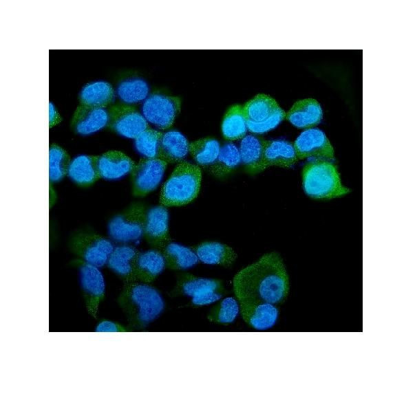 HERC5 Antibody in Immunocytochemistry (ICC/IF)