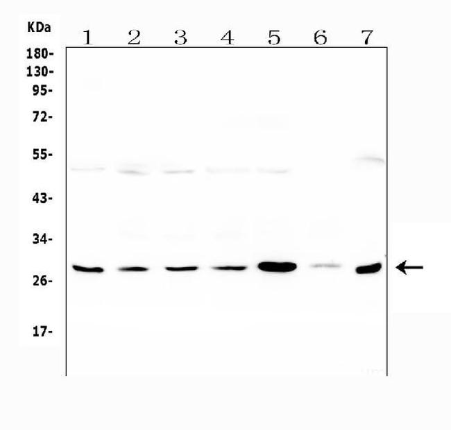 LRTOMT Antibody in Western Blot (WB)