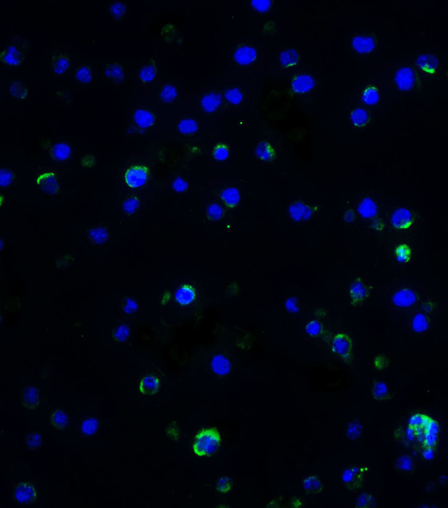 IL-17A Antibody in Immunocytochemistry (ICC/IF)