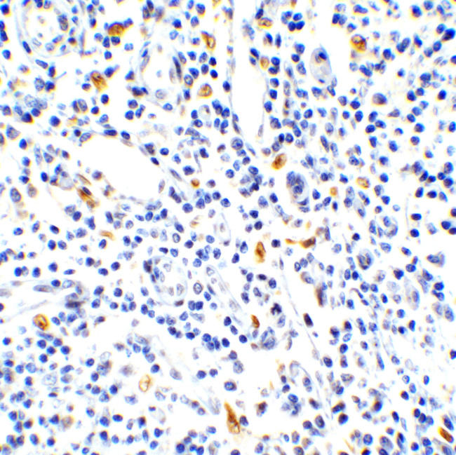 IL-17A Antibody in Immunohistochemistry (Paraffin) (IHC (P))