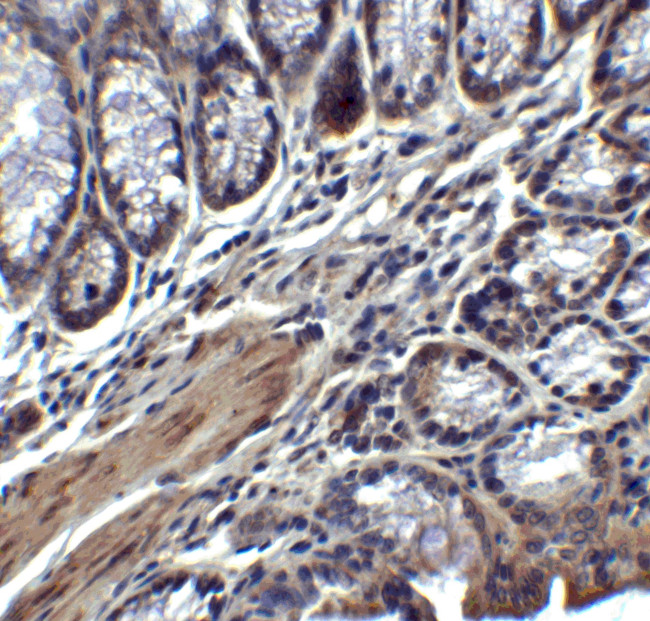 IL-17A Antibody in Immunohistochemistry (Paraffin) (IHC (P))