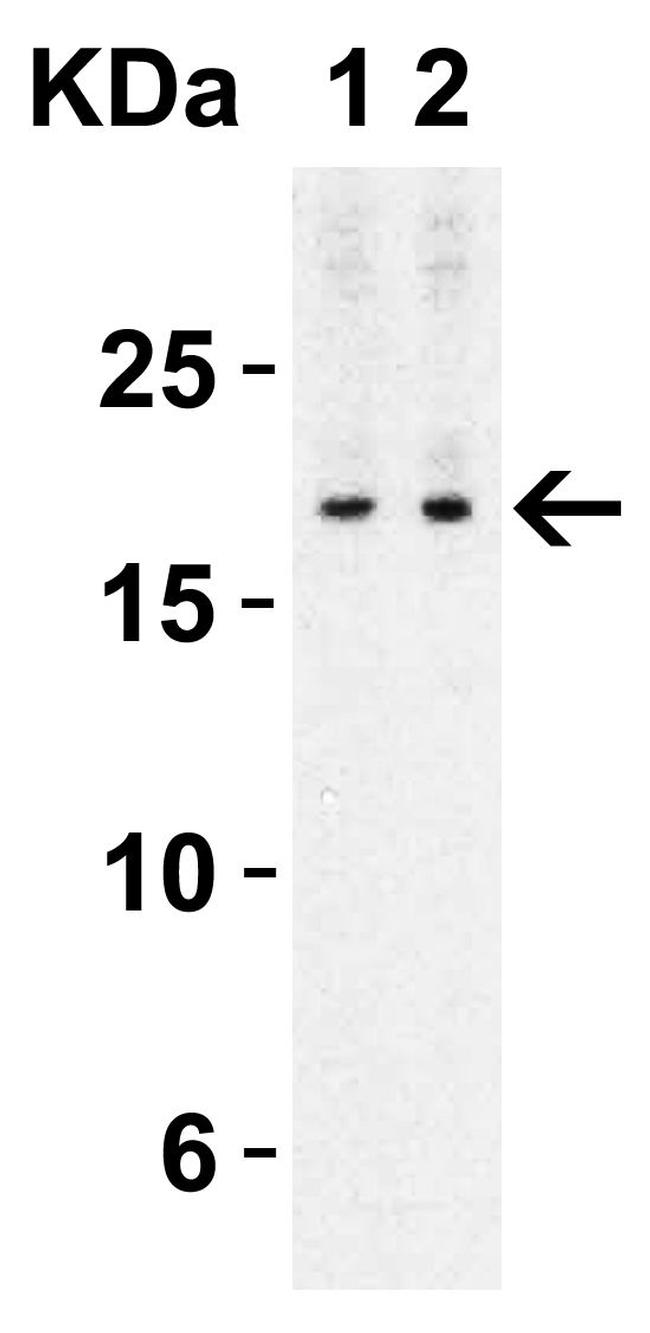 IL-17A Antibody in Western Blot (WB)