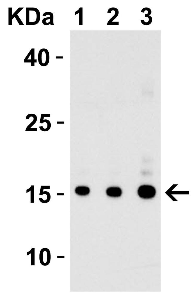 IL-17A Antibody in Western Blot (WB)