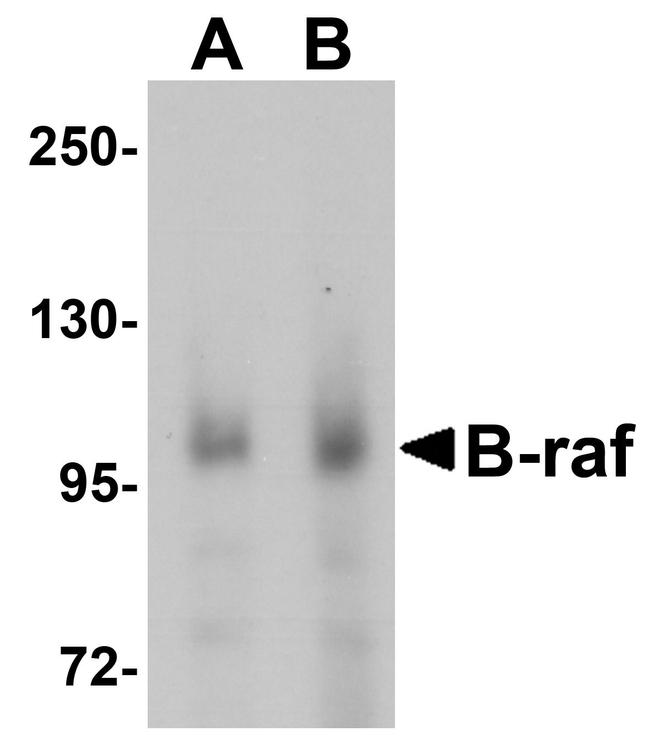 B-Raf Antibody in Western Blot (WB)