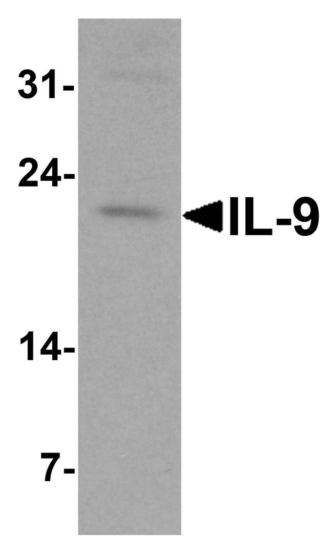 IL-9 Antibody in Western Blot (WB)