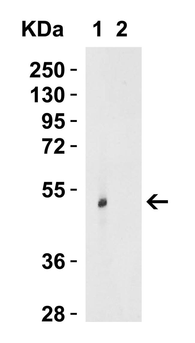 TRIM21 Antibody in Western Blot (WB)