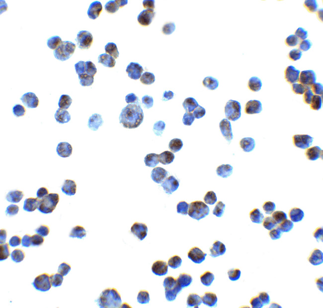 N2DL4 Antibody in Immunocytochemistry (ICC/IF)