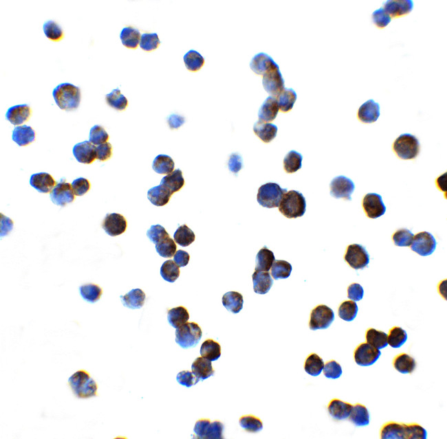 OATP2 Antibody in Immunocytochemistry (ICC/IF)