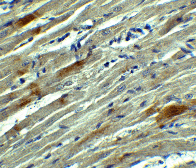 SOX10 Antibody in Immunohistochemistry (Paraffin) (IHC (P))