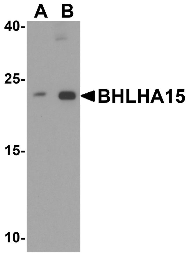 Mist1 Antibody in Western Blot (WB)