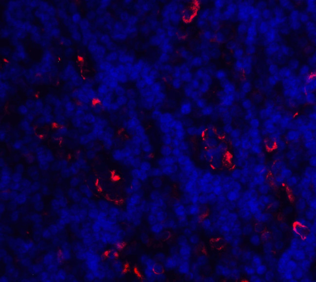 ICOS (CD278) Antibody in Immunohistochemistry (IHC)