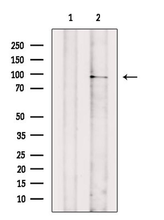 Phospho-TNFAIP3 (Ser381) Antibody in Western Blot (WB)