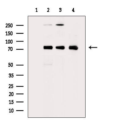 Phospho-HSF1 (Ser303) Antibody in Western Blot (WB)