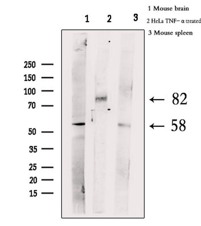 Phospho-HSF1 (Ser303) Antibody in Western Blot (WB)