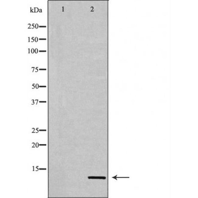 H4K12ac Antibody in Western Blot (WB)
