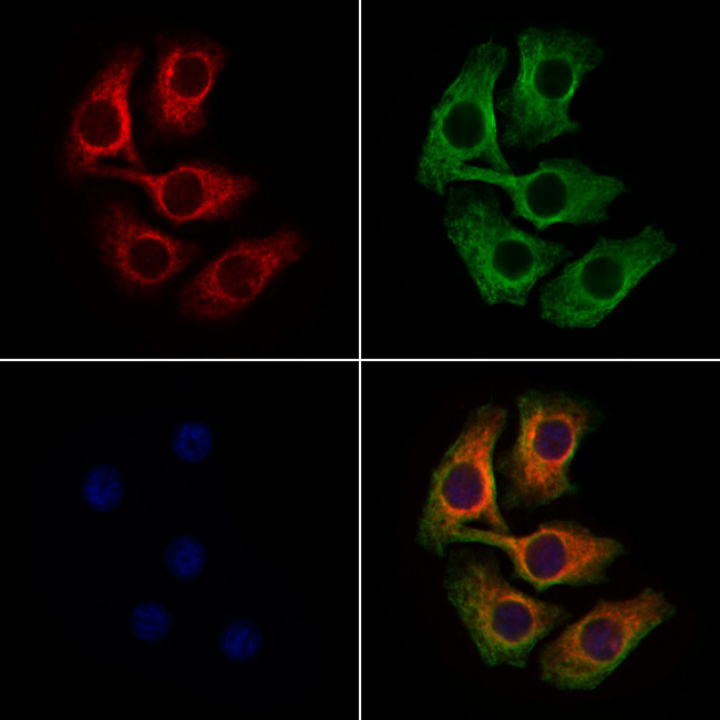 ApoA2 Antibody in Immunocytochemistry (ICC/IF)