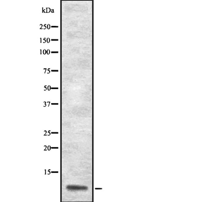 ApoA2 Antibody in Western Blot (WB)