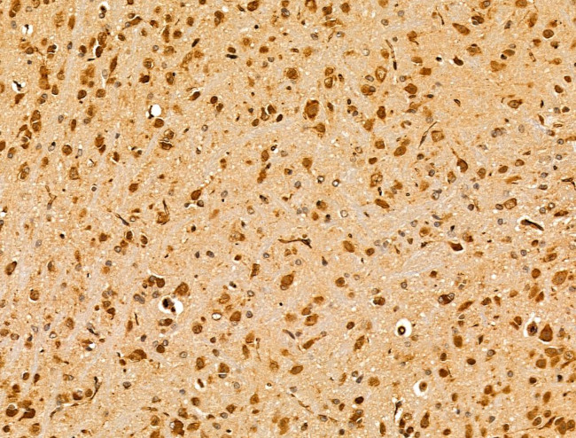 Arg3.1 Antibody in Immunohistochemistry (Paraffin) (IHC (P))