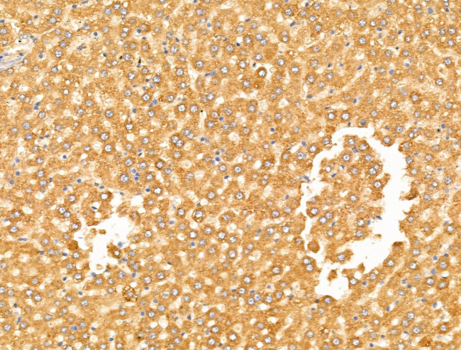 Arg3.1 Antibody in Immunohistochemistry (Paraffin) (IHC (P))