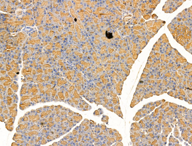 Arg3.1 Antibody in Immunohistochemistry (Paraffin) (IHC (P))