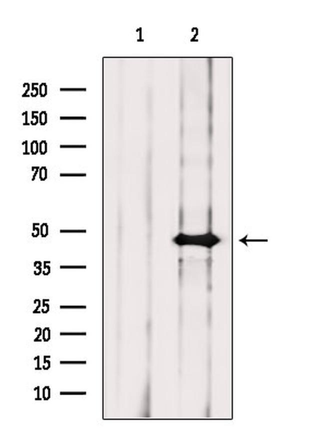 Arg3.1 Polyclonal Antibody (PA5-114873)