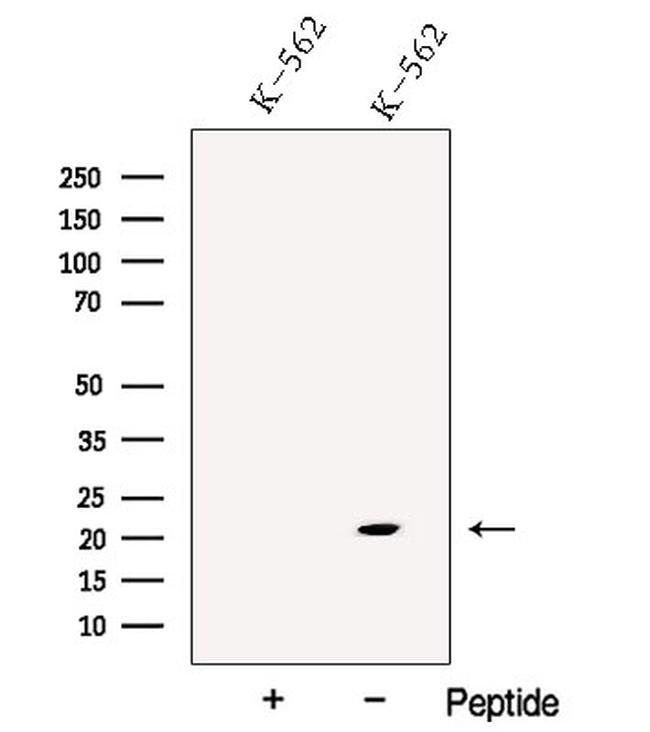 p21 ARC Antibody in Western Blot (WB)