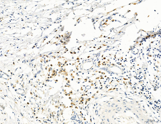 CD44 Antibody in Immunohistochemistry (Paraffin) (IHC (P))