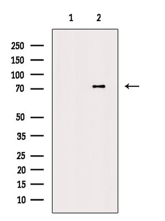 CRTC3 Antibody in Western Blot (WB)