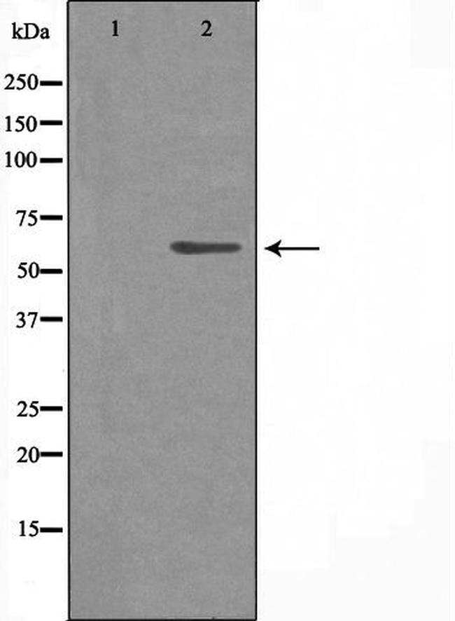 CYP4X1 Antibody in Western Blot (WB)