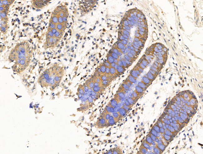 DHH Antibody in Immunohistochemistry (Paraffin) (IHC (P))