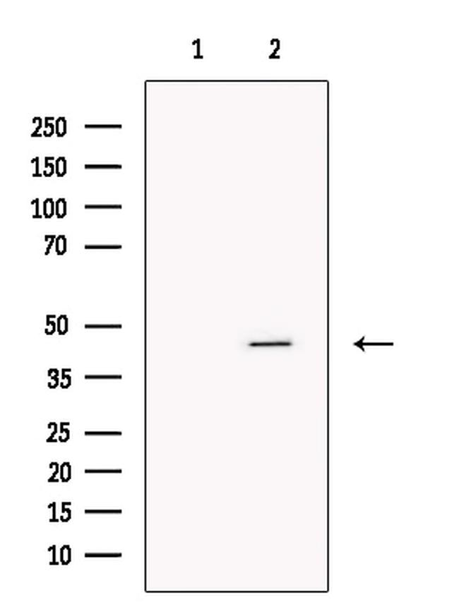 DHH Antibody in Western Blot (WB)