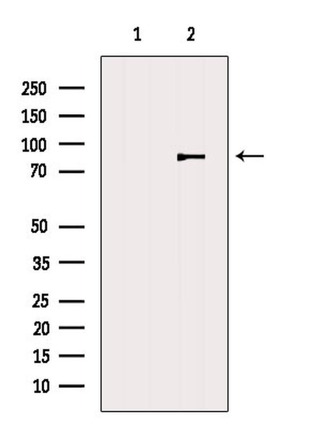 DLL1 Antibody in Western Blot (WB)