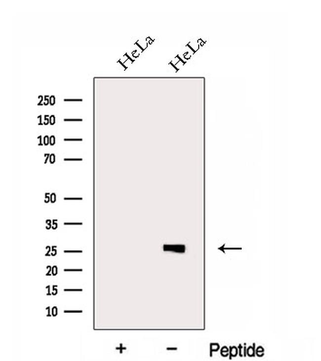 eIF4H Antibody in Western Blot (WB)