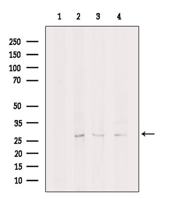 eIF4H Antibody in Western Blot (WB)