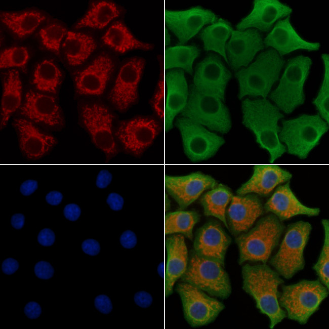 ENAH Antibody in Immunocytochemistry (ICC/IF)