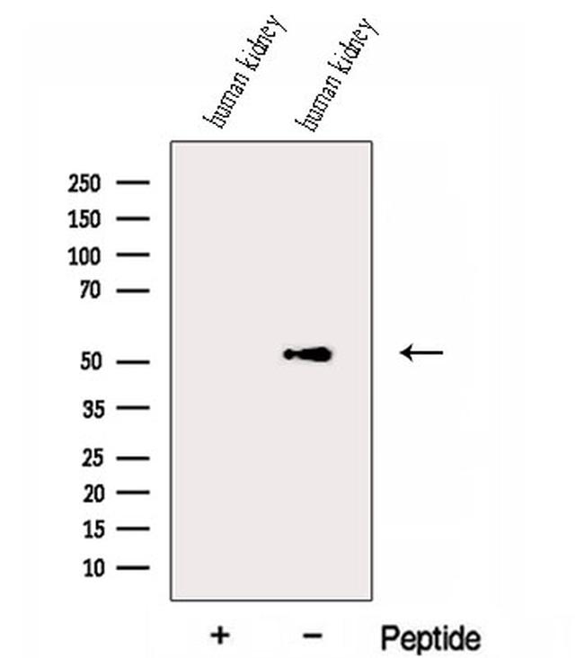 ESRRG Antibody in Western Blot (WB)